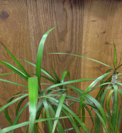 Racine - Over Parquet