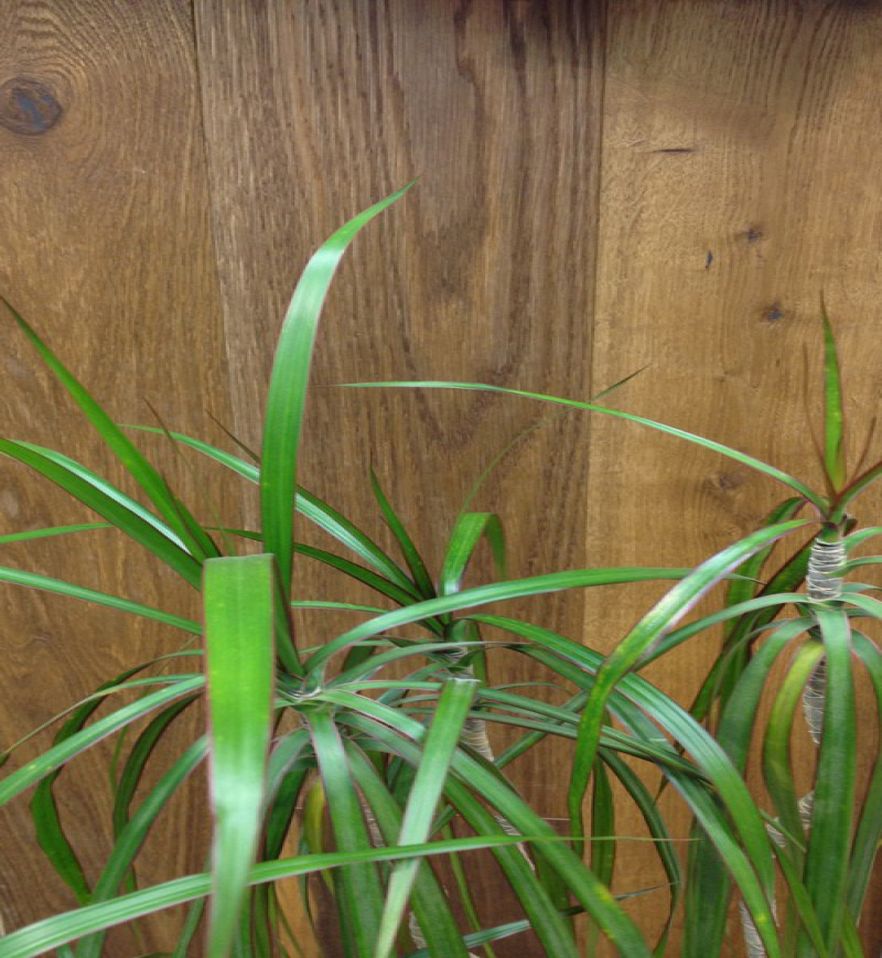 chêne multiply rustique kenya huile brosse 180x20x6mm de bois noble lot de 33.516 m2 - Accueil - Over Parquet chêne multiply rustique kenya huile brosse 180x20x6mm de bois noble lot de 33.516 m2 - Accueil - Over Parquet